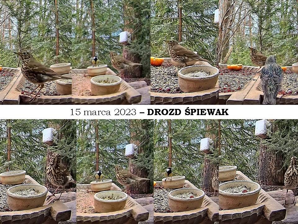 livebirdspoland_0d1c0cf6e879a181b479a45f6612cfb5.jpg