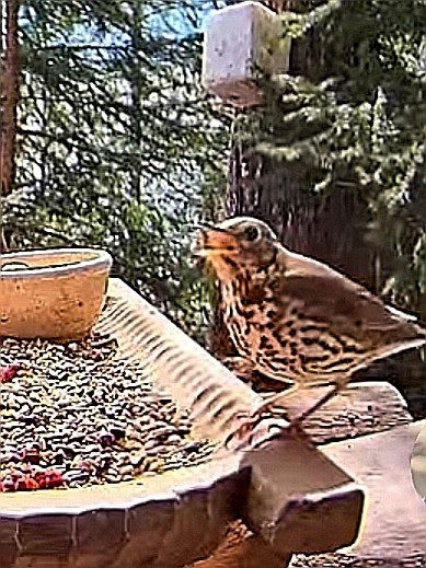 livebirdspoland_a8a9bde9df0403c1a26b098a66321aa4.jpg