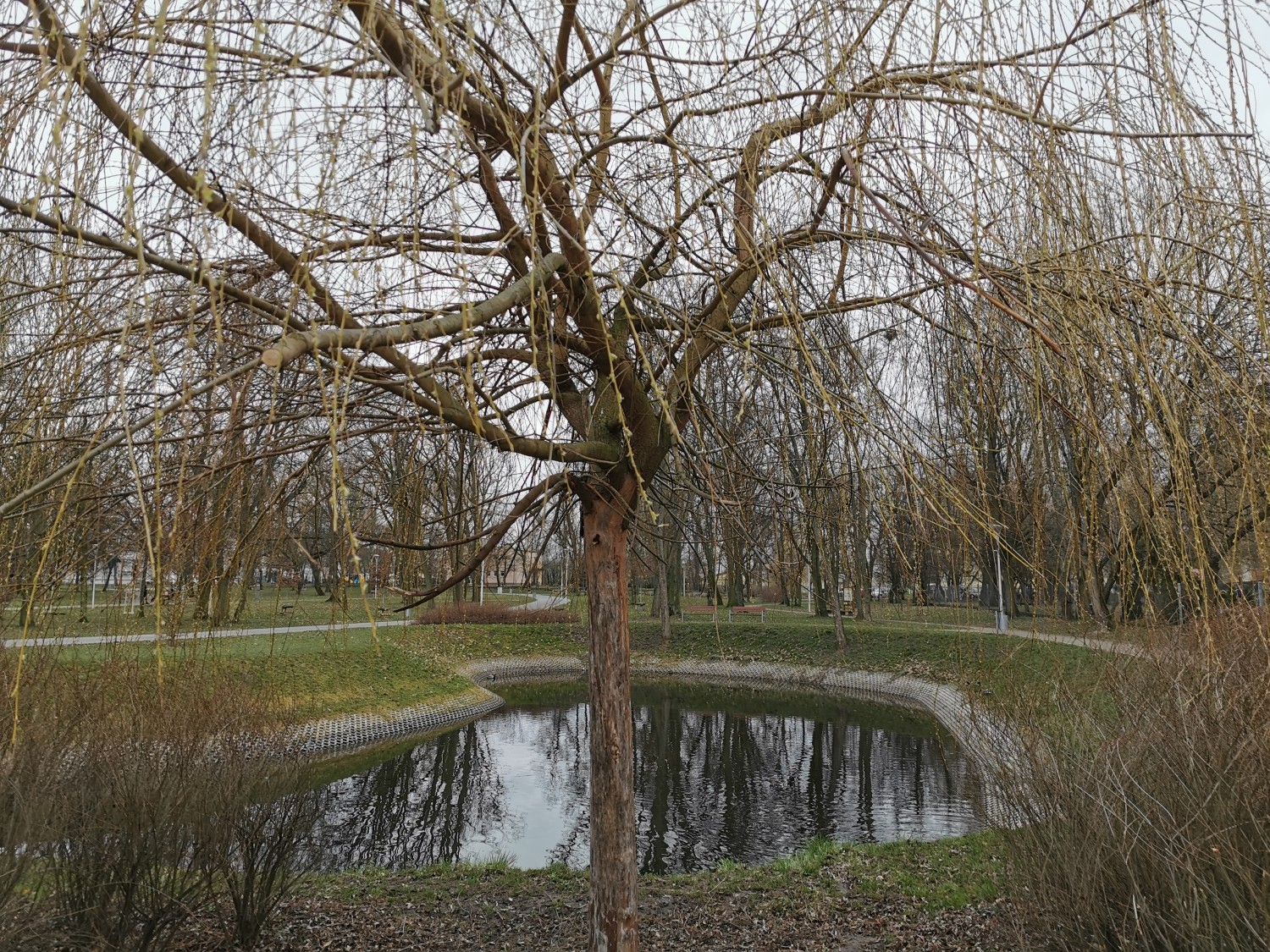 livebirdspoland_571533d585fd42a516702206361fb050.jpg