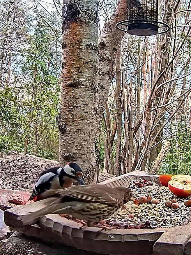 livebirdspoland_c3675d7646abf34a599ea4f1efcd9fa3.jpg