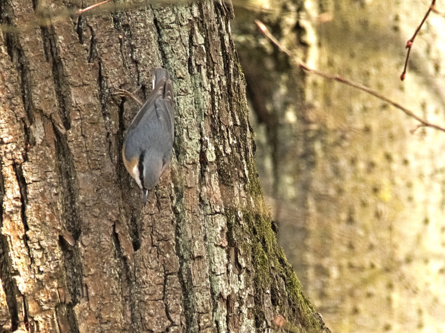 livebirdspoland_9269072db12253dd72b7f4ab3ef94770.jpg