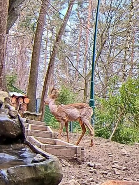 livebirdspoland_b323d04d931e32a0f6cb530bc77710ba.jpg