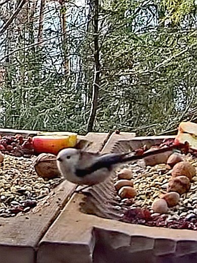 livebirdspoland_8dd7bbb867527f6452edbcb4477cf64d.jpg