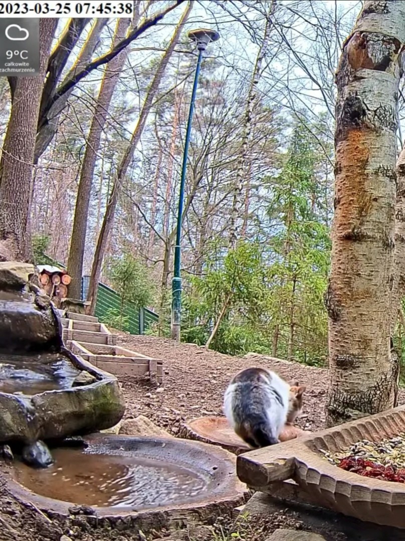 livebirdspoland_7690a074f78eb5c6a2c428d339162c02.jpg