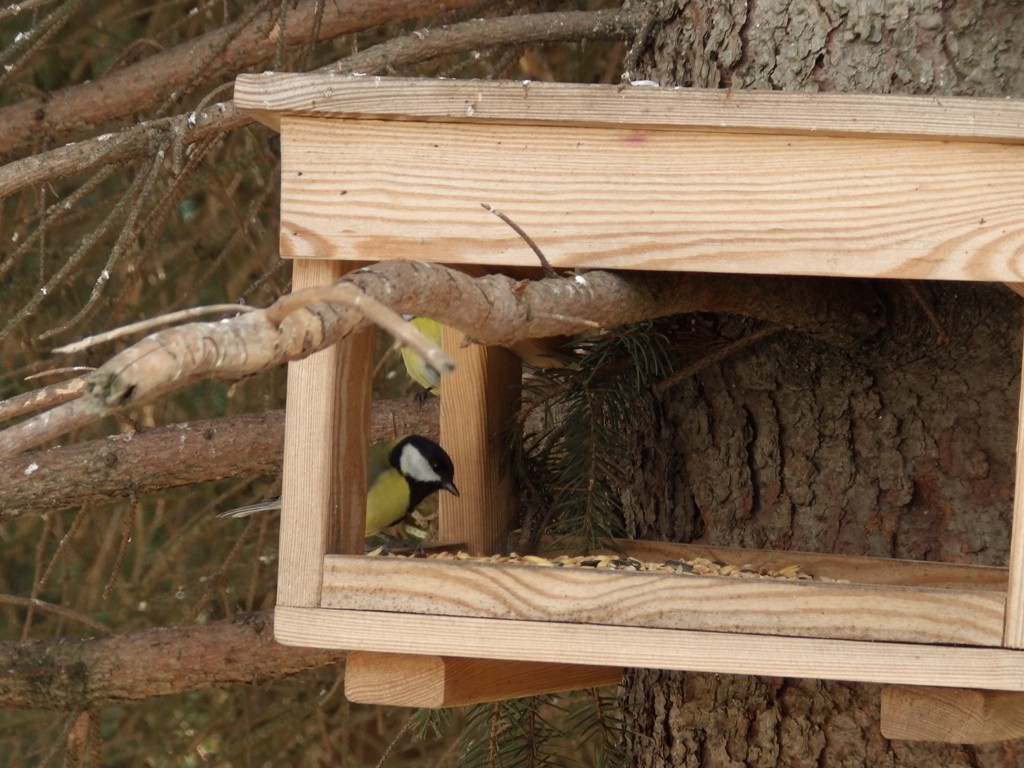 livebirdspoland_db17fb44473dc683aeeb49d07a98a165.jpg