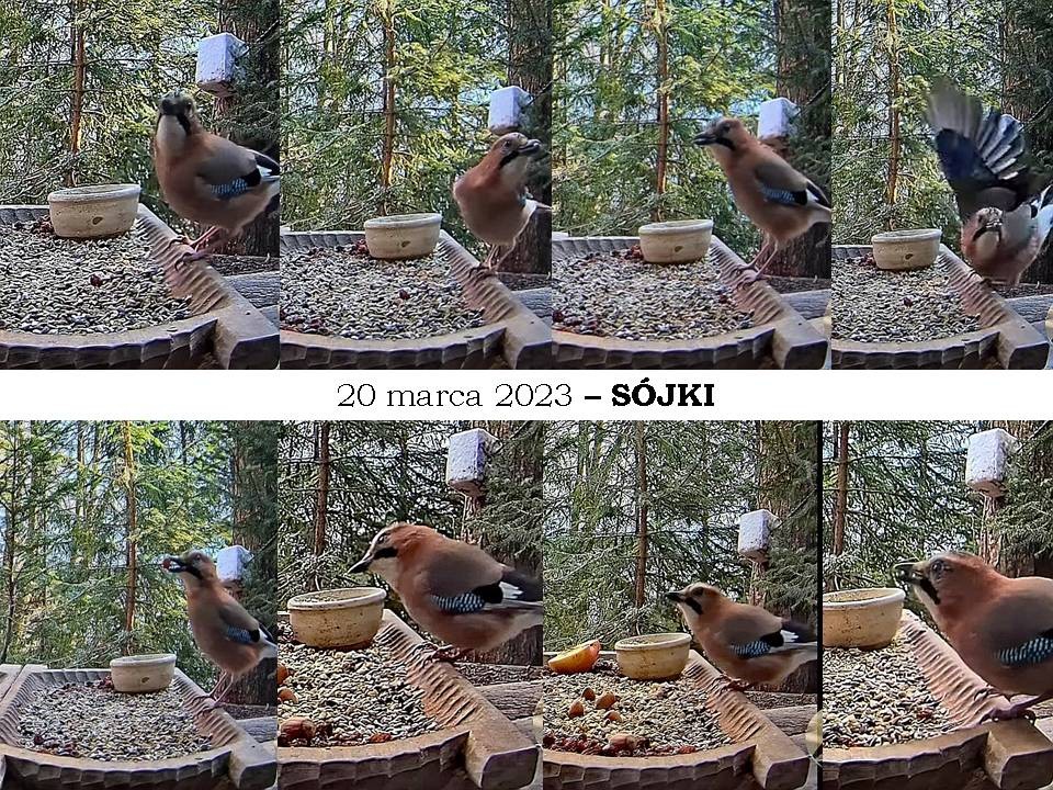 livebirdspoland_aa801e3d620fab114e354ffd4221aa33.jpg