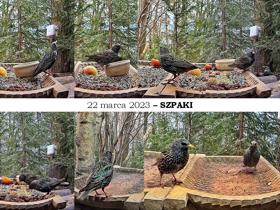 livebirdspoland_97729416c417eb4d2aa3b50be7ff1b96.jpg