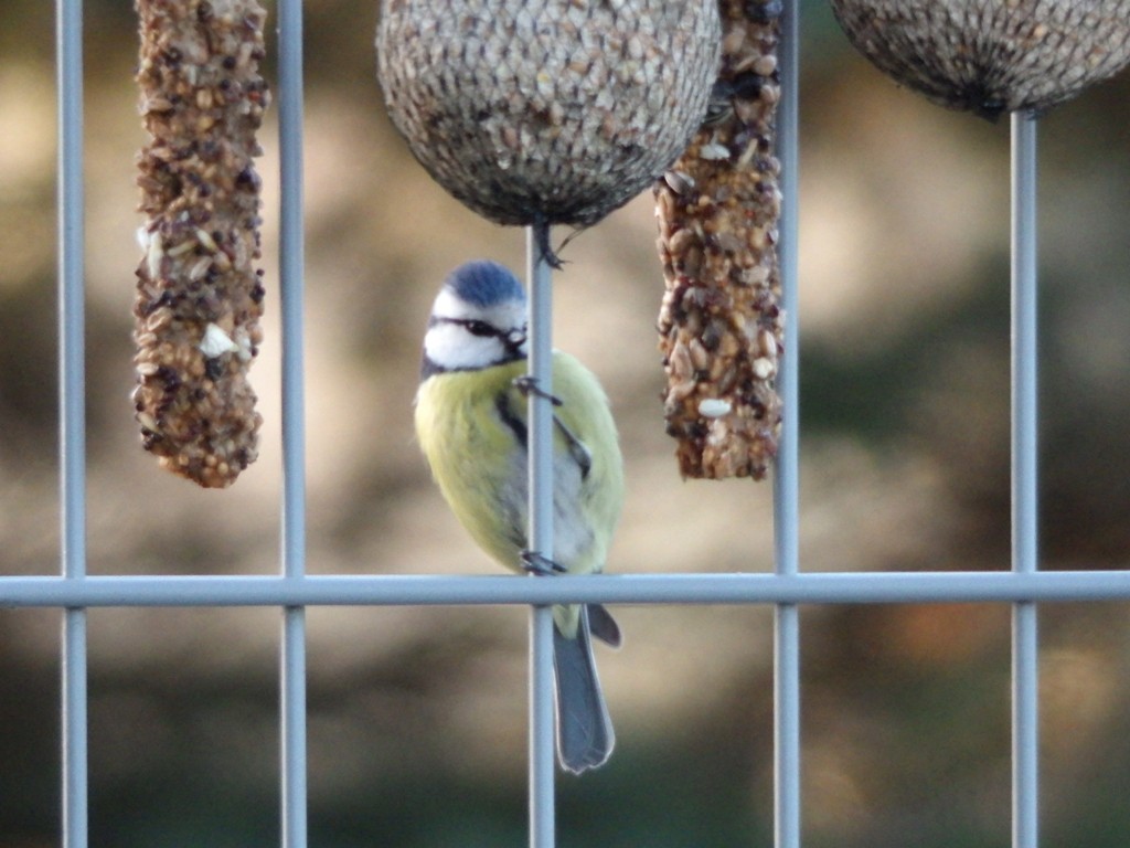 livebirdspoland_e8dd52fd92471131e4e81ffbd64aba41.jpg