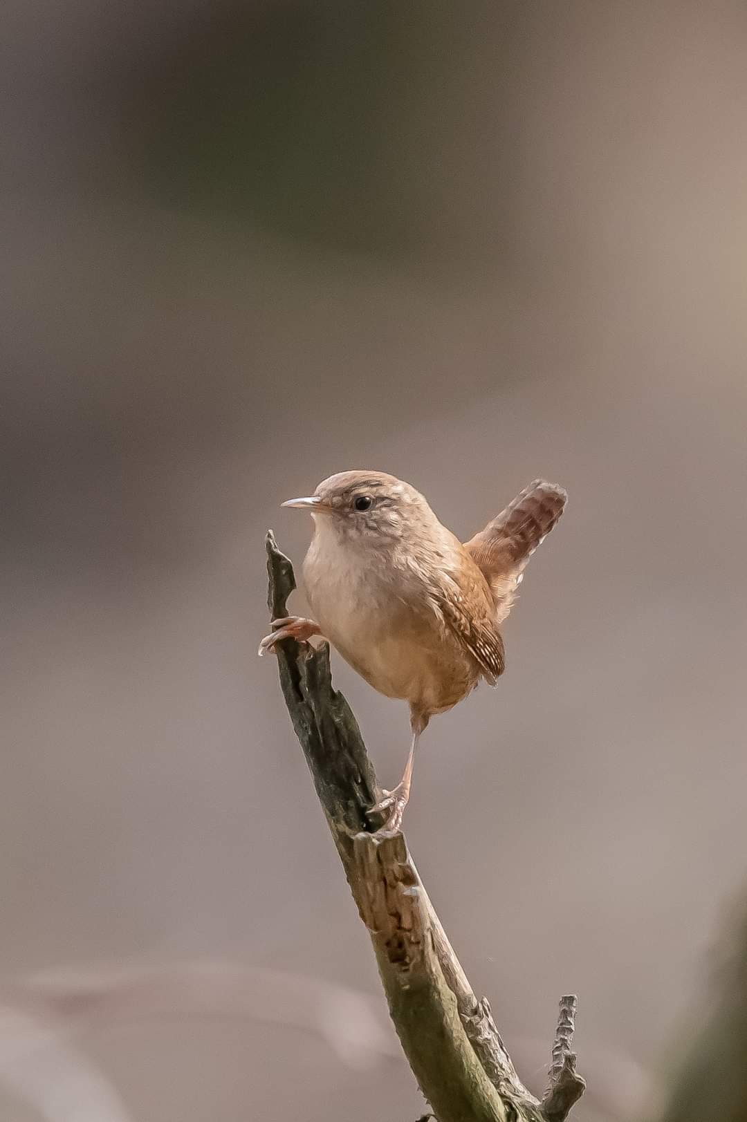 livebirdspoland_58a443e178b6e2b0fe044c8ce6db8036.jpg