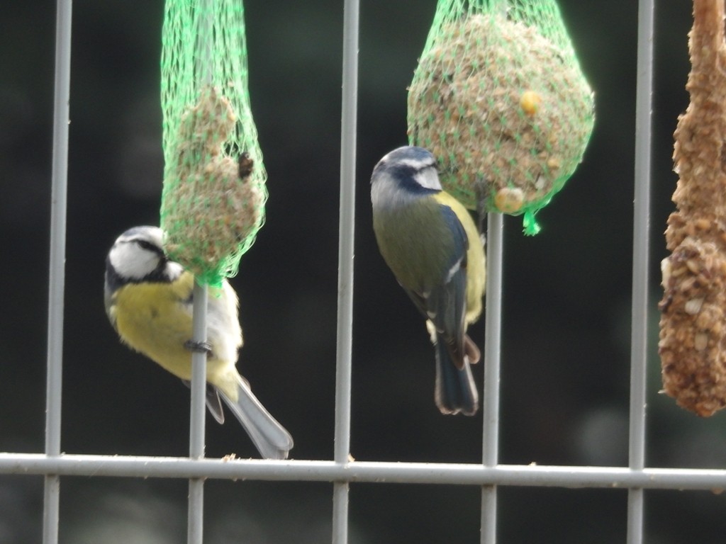 livebirdspoland_464b8e4cc591e5ce256035c5445eb427.jpg