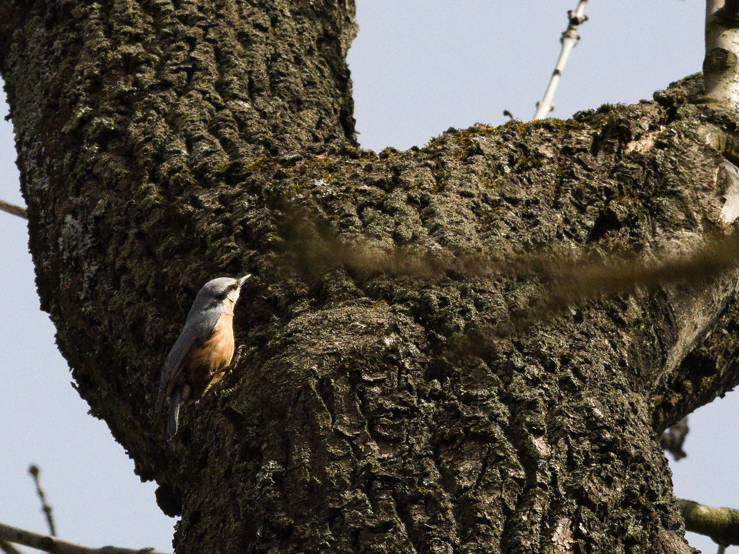 livebirdspoland_612e66d0decfadcce560cd7b0ec9a963.jpg
