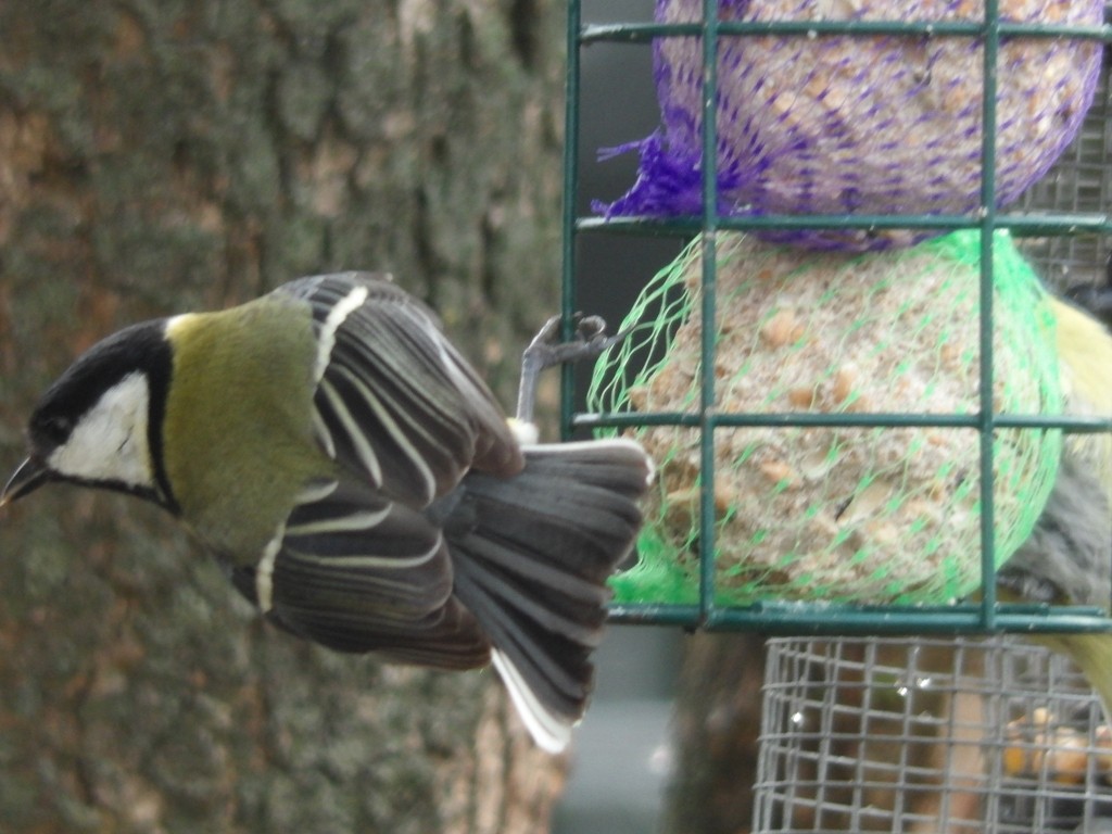 livebirdspoland_0c80273145b54a91fceb530ddaa40fa2.jpg