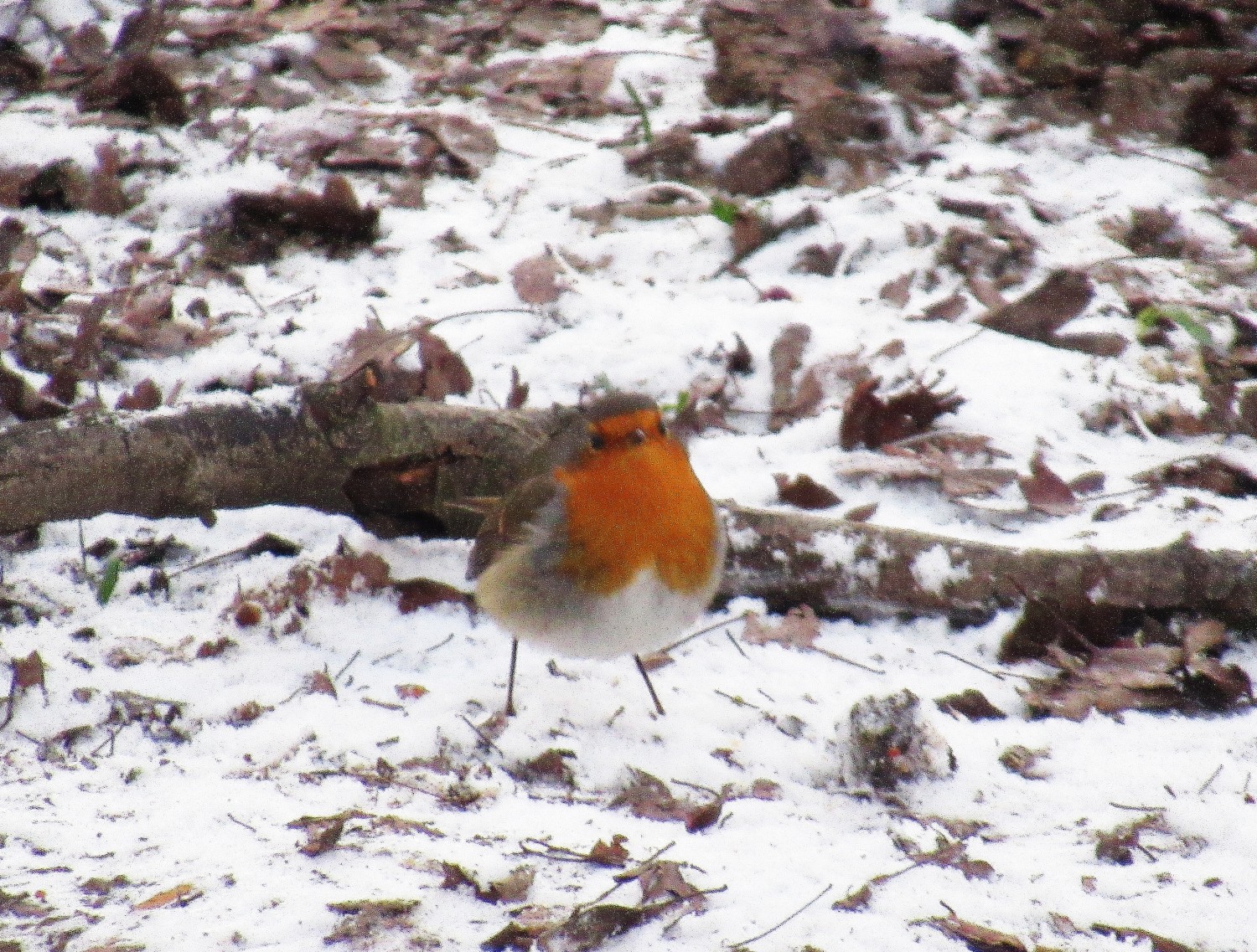 livebirdspoland_0c7e102737aeb73413f61d4c5ba2bc0e.jpg