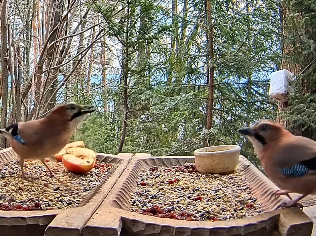 livebirdspoland_cb811db6cb7cbb6b694b4b60e1c982ba.jpg