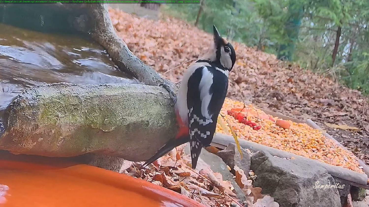 livebirdspoland_84e98dd77e6913e3c6da3b4176fec281.jpg