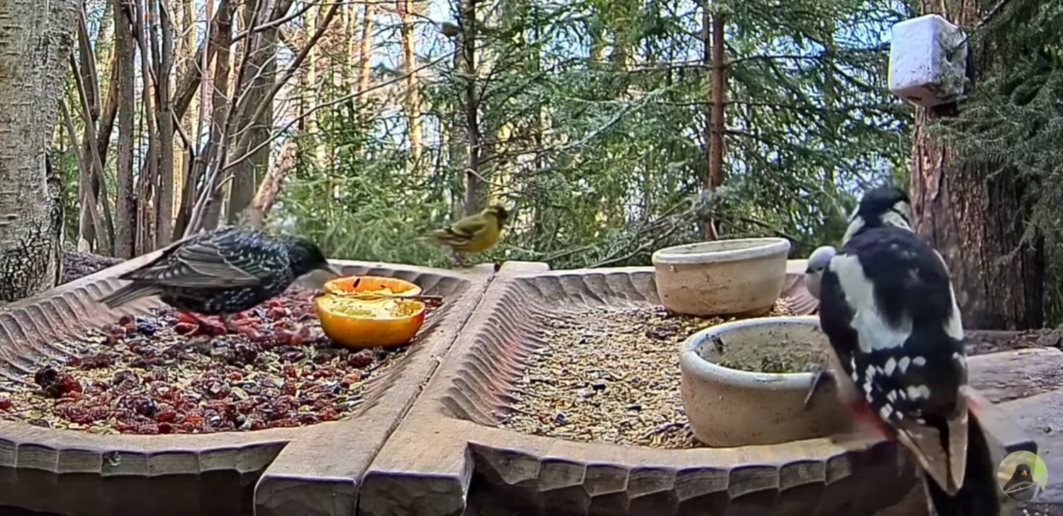 livebirdspoland_e6fead7ad49da98db013ee55f1c489a4.jpg