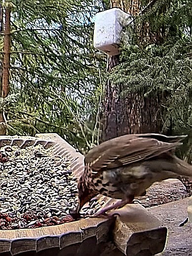 livebirdspoland_f45530fea7266308d77499c9a2209937.jpg