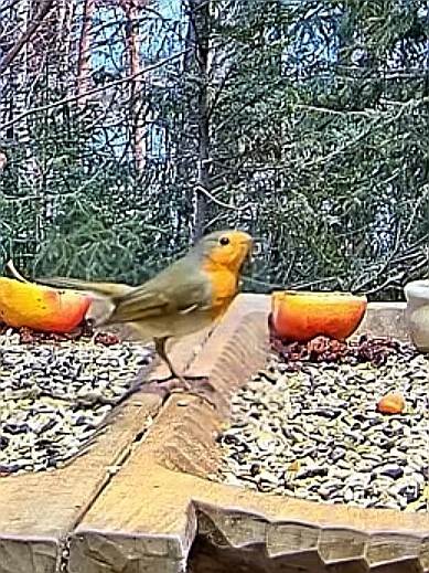 livebirdspoland_b47472daa20f1da0c602a6a50cde7a0f.jpg