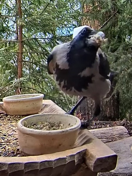 livebirdspoland_1662fd4493cc8aff1833cb2570557dbe.jpg