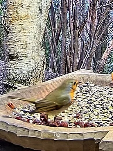 livebirdspoland_993746f764df098c7bc92993a87fbfb4.jpg