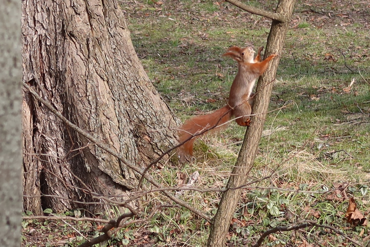 livebirdspoland_69c902572adab8cac60441c01acc994a.jpg