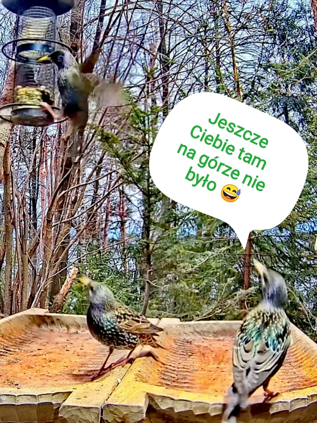 livebirdspoland_7af09fa5b3806f4c7bd169165333afe8.jpg