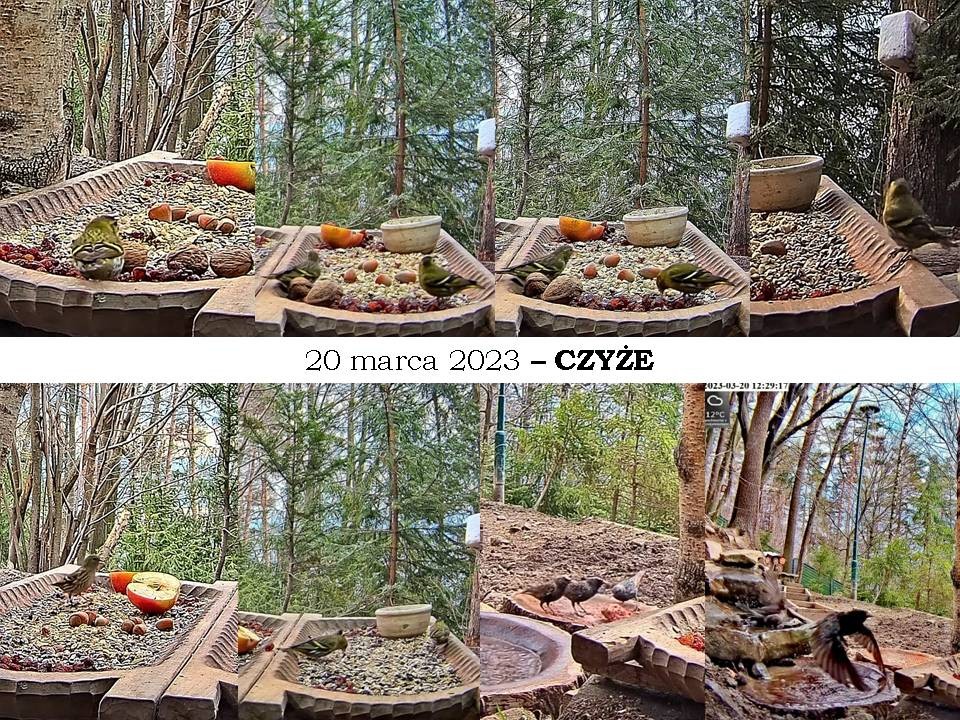 livebirdspoland_aafce8ac5d07cf10e4b15df697356a71.jpg