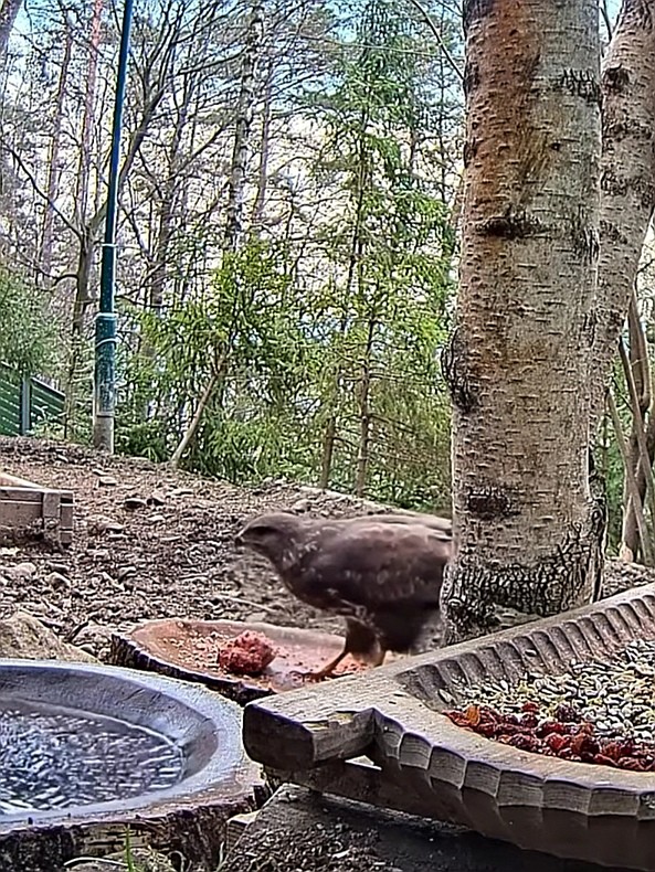 livebirdspoland_15f1be2a8fcb5f6b91c3dd8d5f899a92.jpg