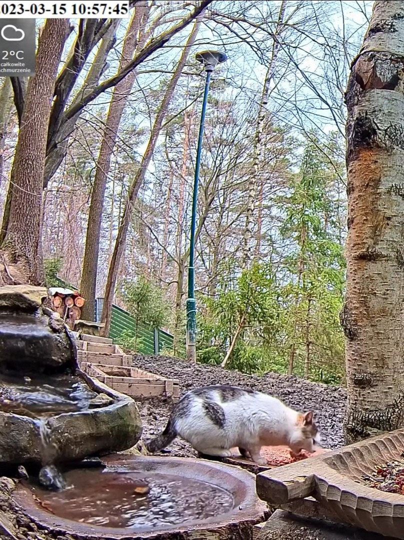 livebirdspoland_1a65b93c89374566aa71582c47fd7bf6.jpg