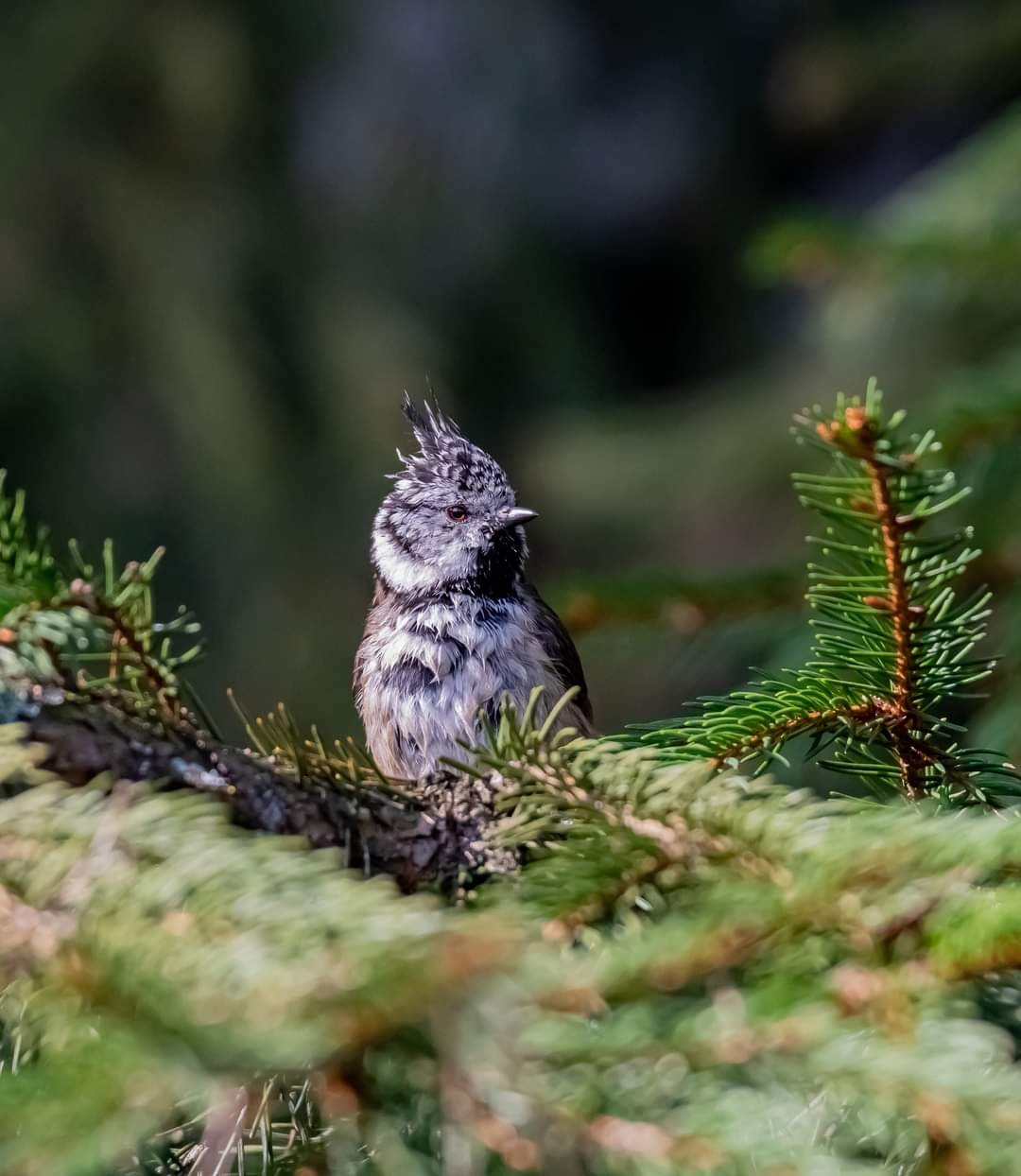 livebirdspoland_13b6747f742721248270ccc0d01b557b.jpg