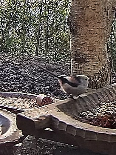 livebirdspoland_0428976c9da61b14a9df5ff242742e7f.jpg