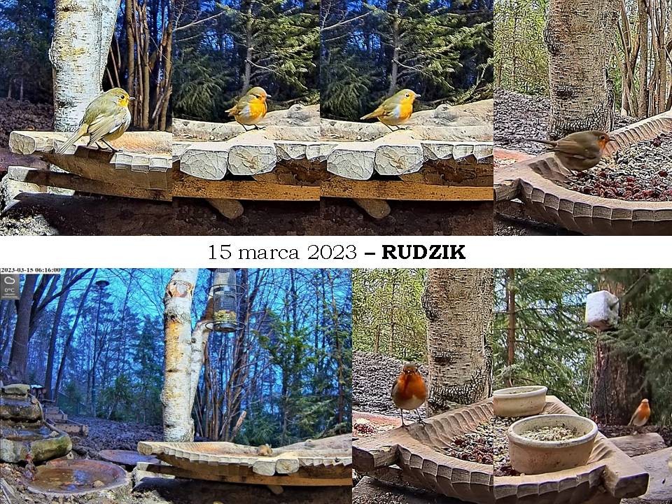 livebirdspoland_374874f82893a11af7cd2c1c56d007a6.jpg