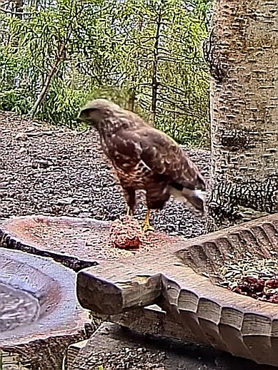 livebirdspoland_b91c03041bb0b5ae62589fa3c0ef54c0.jpg