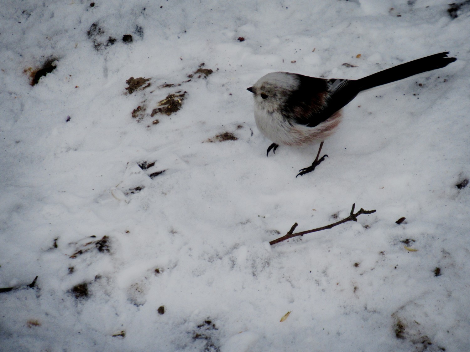 livebirdspoland_34e4570e8212bd4e721e80bfc6b65a99.jpg