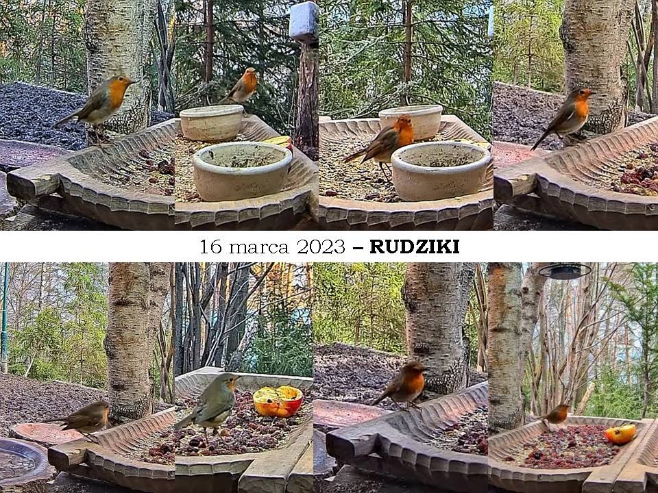 livebirdspoland_ff734a32b4c55a75f4ff6509fcda4255.jpg