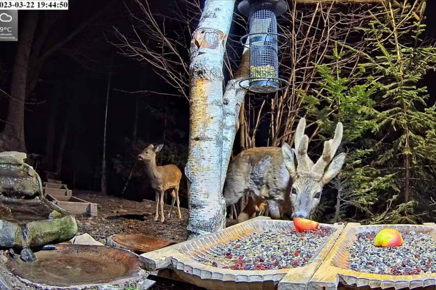livebirdspoland_4e95909e10458b290fa0db07a380b62f.jpg