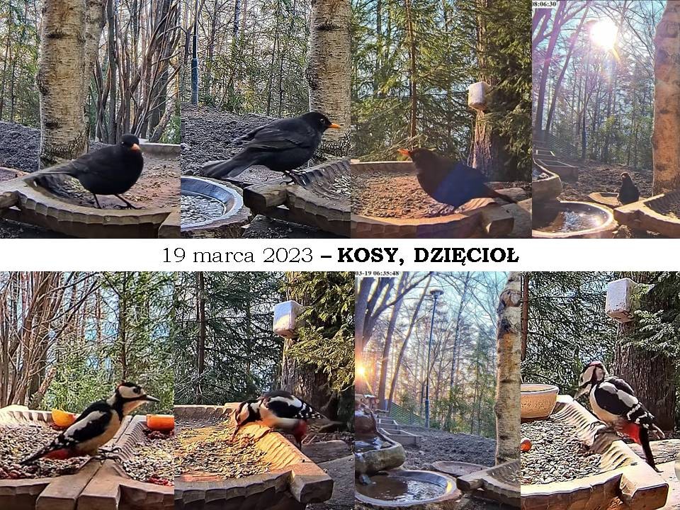 livebirdspoland_aee79a1a9fe28618779fdb87664f449a.jpg