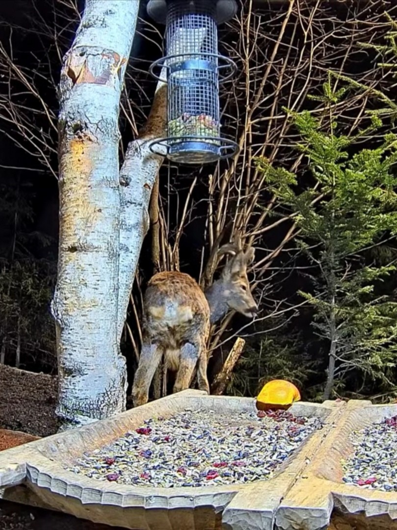 livebirdspoland_8560380b6f61f87602fd9f036cc73972.jpg