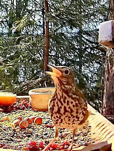 livebirdspoland_91bacb06fe1baa6aeeaa9d3abfaa33f1.jpg