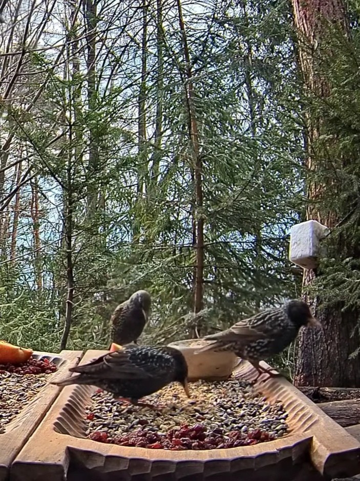 livebirdspoland_1c00be2f7127fce0666de23a051ac8c2.jpg