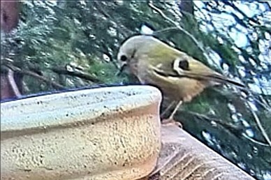 livebirdspoland_52c6b25d2323bdc13a95455951dd0153.jpg