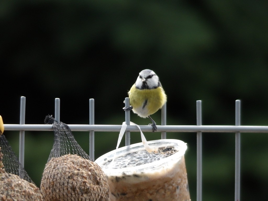 livebirdspoland_569fe383c4080148f107611faf6d2649.jpg