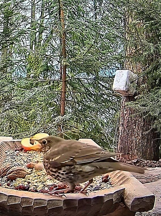 livebirdspoland_c4677f3a78f06deb77e1e92b591b43b7.jpg