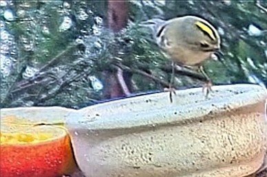 livebirdspoland_d701bca4fc490f328dd4c052fcbfba7e.jpg