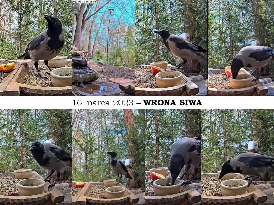 livebirdspoland_1c442443f93b441cfb73fb138365c6ba.jpg