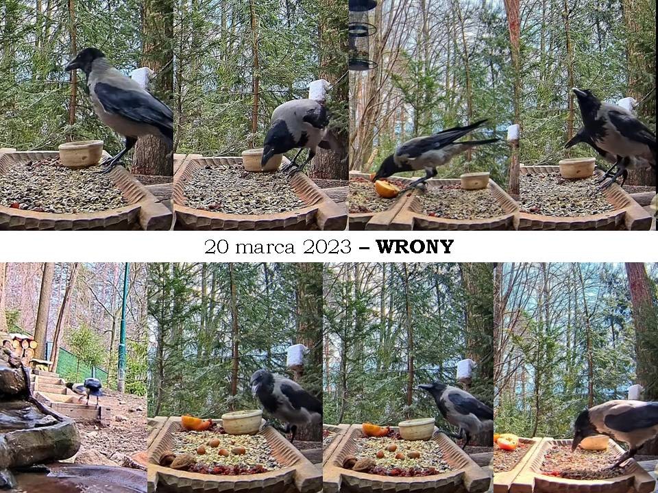 livebirdspoland_81cd1f4d7e3c9c34014db8a9403f4061.jpg