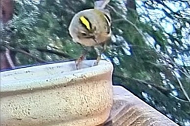 livebirdspoland_50a8aa8a1ef5ac8cd3f3393aac035615.jpg