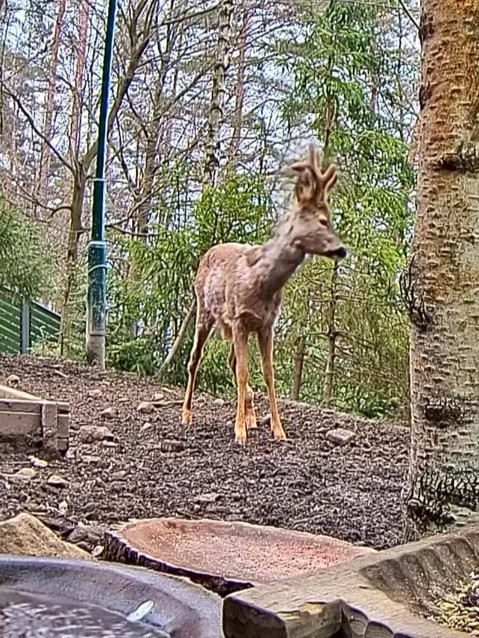 livebirdspoland_13dce29b71c7d2ac44cdaa388160c038.jpg