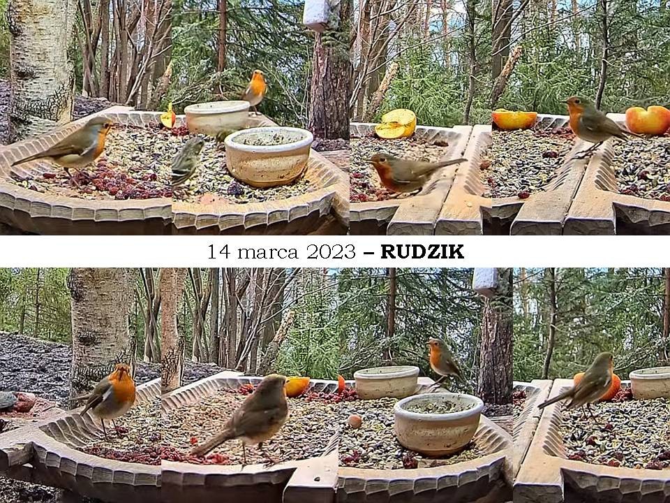 livebirdspoland_d35e988466fa6d7e75b8f1a50942d682.jpg
