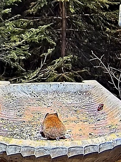 livebirdspoland_c04dca6a49d1862fcc9a9732830e0692.jpg